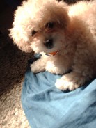 Fotos de perros